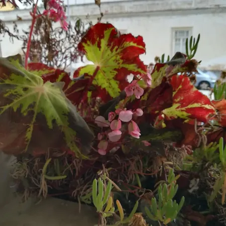 Lovely Flat In The Center *