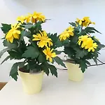 Lovely Flat In The Center